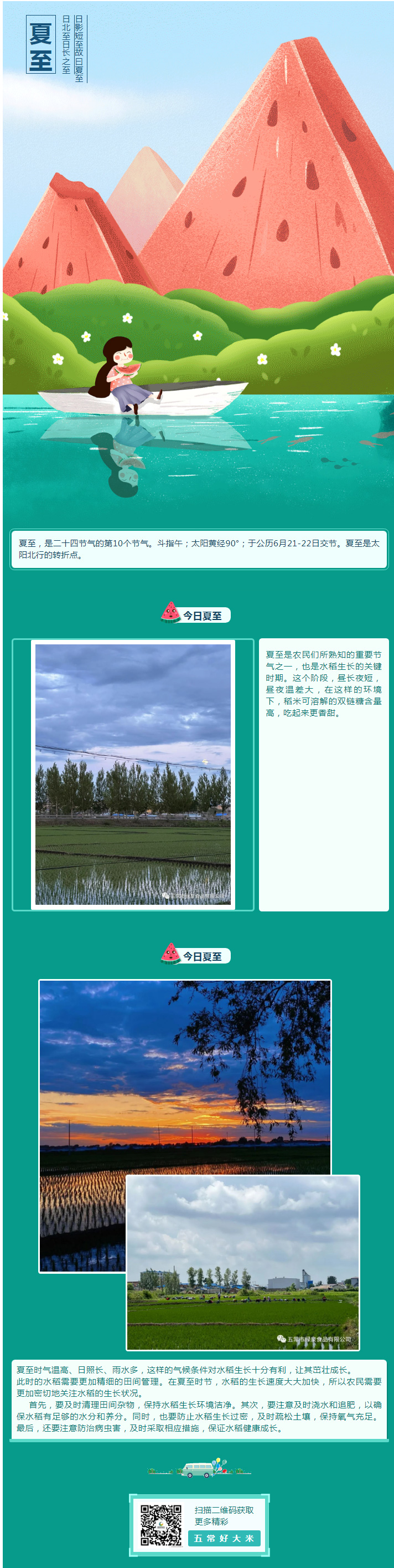 夏至已至，水稻繁茂，五常大米的秘密！.jpg